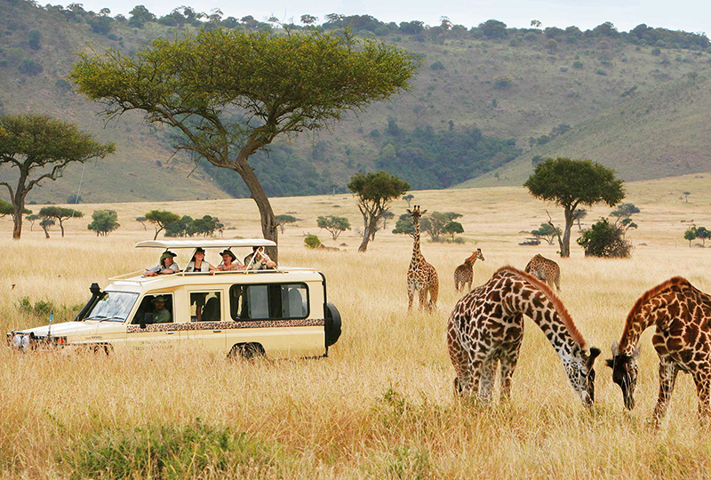 Top Safari Routes in South Africa for First-Timers