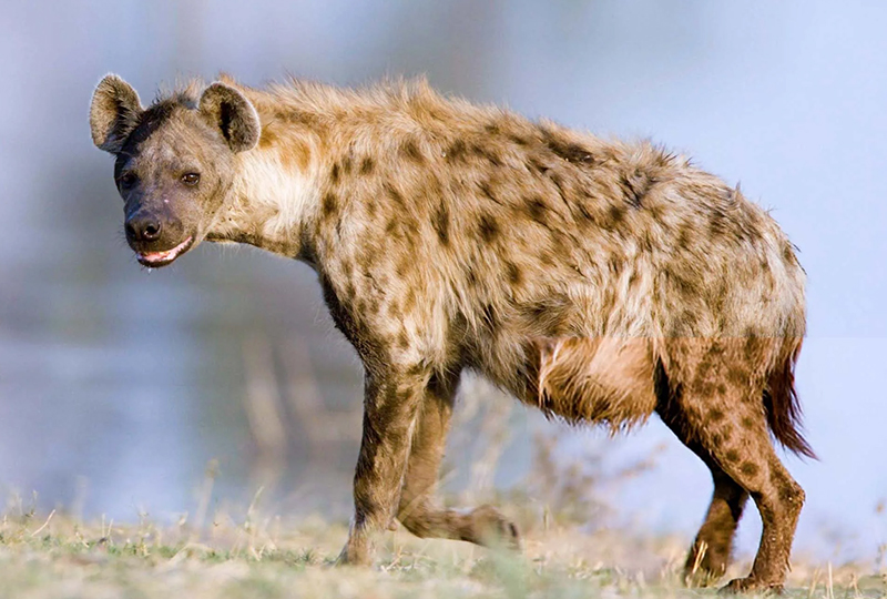 Top Wildlife You Can See on a South African Safari