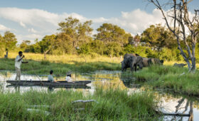 Safari Travel Tips for South Africa: What You Should Know