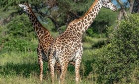 Unusual-Safari-Animals-You-Can-Spot-in-Tanzania