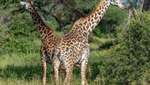 Unusual-Safari-Animals-You-Can-Spot-in-Tanzania