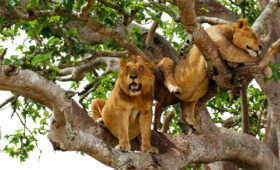 Where-to-See-Tree-Climbing-Lions-in-Tanzania