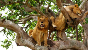 Where-to-See-Tree-Climbing-Lions-in-Tanzania
