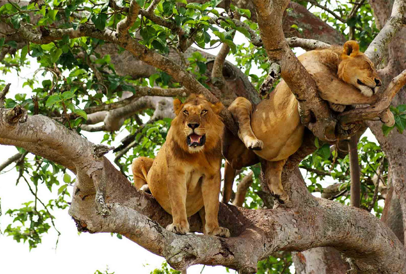 Where-to-See-Tree-Climbing-Lions-in-Tanzania