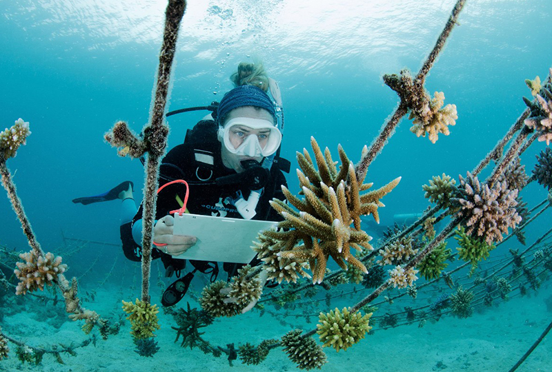 Zanzibar’s Coral Reefs: Where to See Them