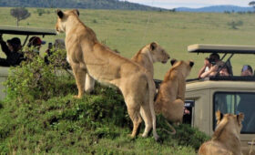 10-Day Safari Itinerary Covering Best of Kenya