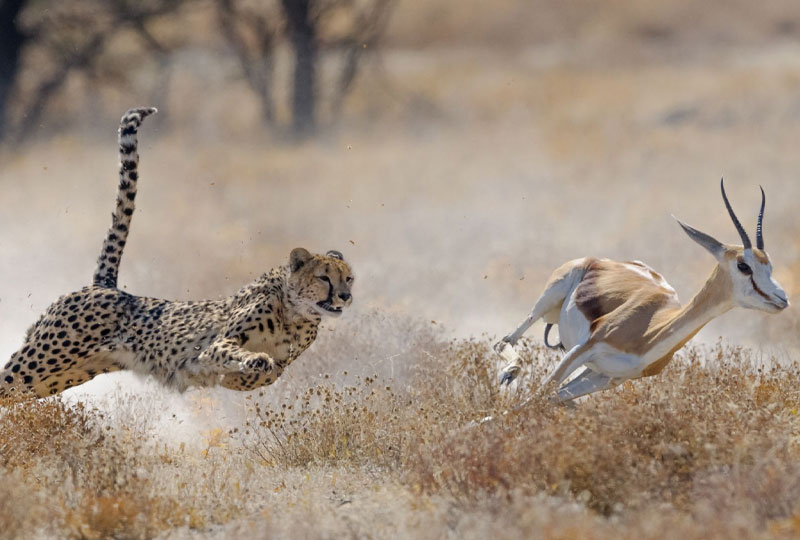 7-Day Classic Kenya Safari Itinerary