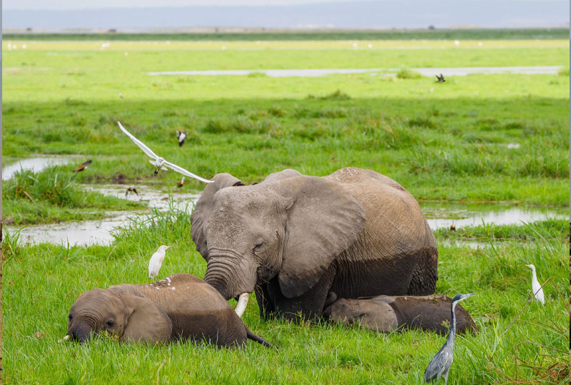 Amboseli National Park: Elephants & Kilimanjaro Views
