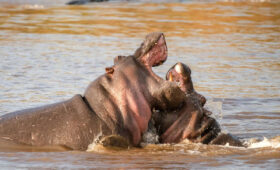 Best Safari for Wildlife Enthusiasts in Kenya