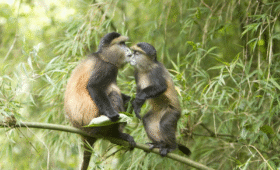 Best Time for Golden Monkey Trekking in Uganda