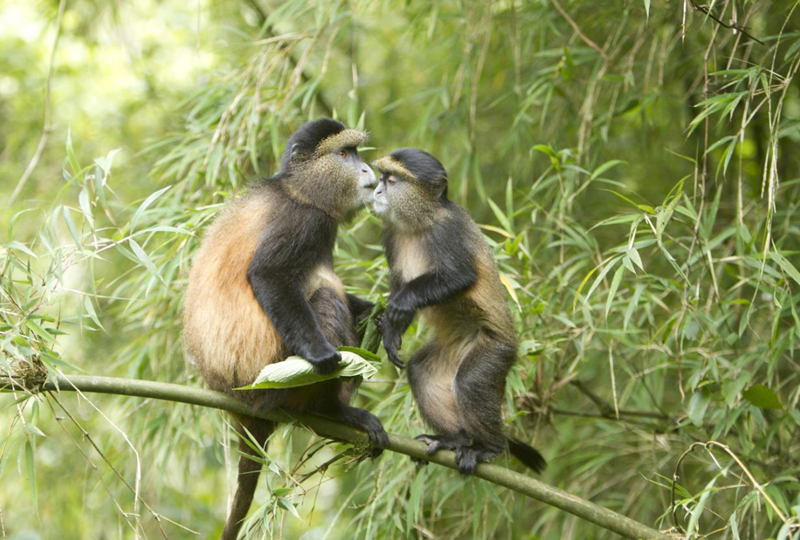 Best Time for Golden Monkey Trekking in Uganda