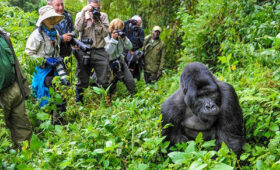 Best Time to Go Gorilla Trekking in Bwindi Impenetrable Forest- best pictures