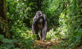 Best Time to Go Gorilla Trekking in Volcanoes National Park