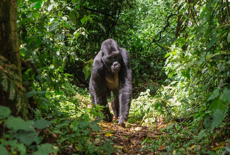 Best Time to Go Gorilla Trekking in Volcanoes National Park