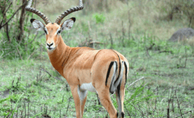 Best-Time-to-Visit-Akagera-for-Wildlife-Viewing