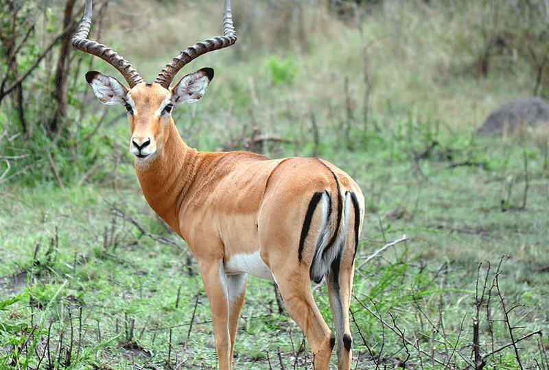 Best-Time-to-Visit-Akagera-for-Wildlife-Viewing