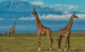 Best Time to Visit Amboseli for Clear Kilimanjaro Views