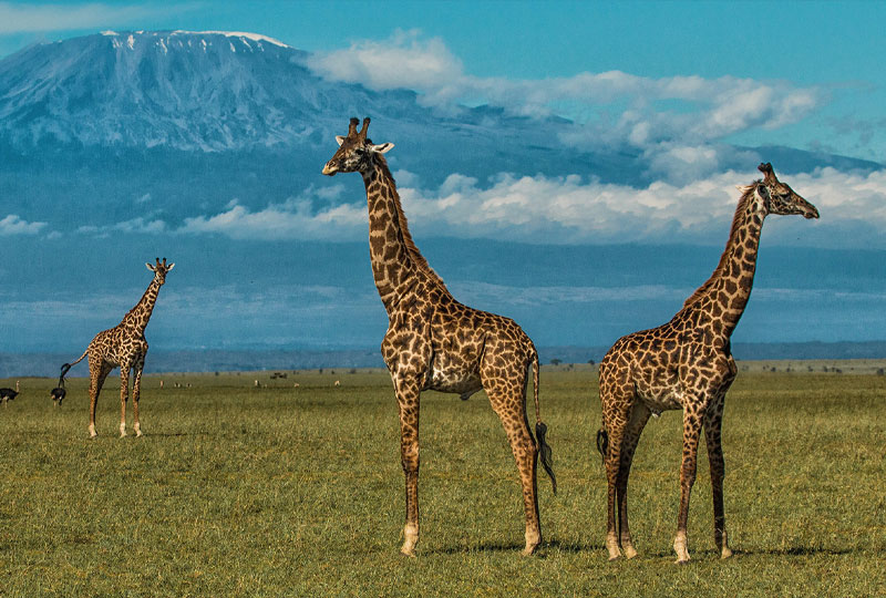 Best Time to Visit Amboseli for Clear Kilimanjaro Views