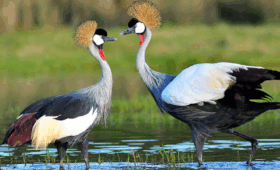 Birding-Safari-in-Rwanda-Wetlands