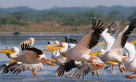 Birding Safaris in Lake Naivasha
