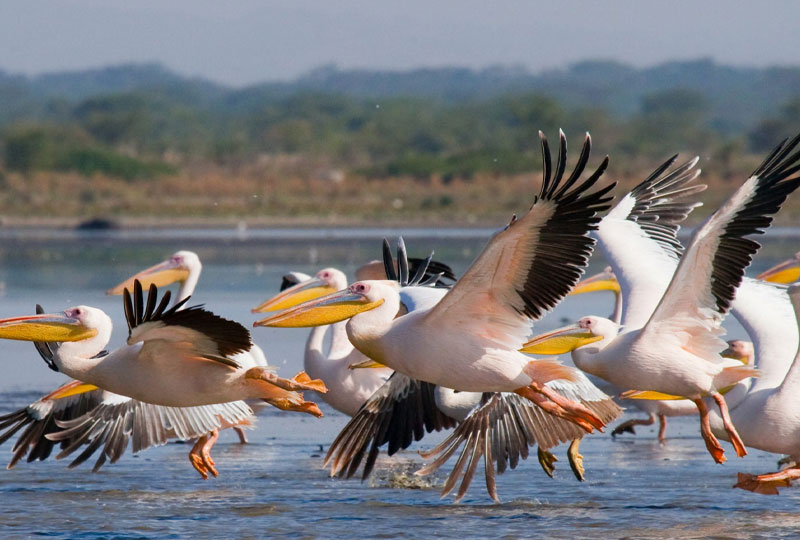 Birding Safaris in Lake Naivasha