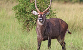 Buffalo Springs and Shaba Reserves Safari Guide