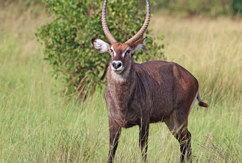 Buffalo Springs and Shaba Reserves Safari Guide