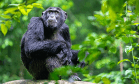 Chimpanzee-Trekking-in-Nyungwe-Forest