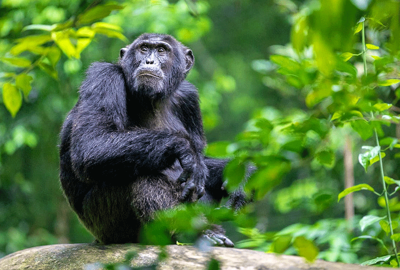 Chimpanzee-Trekking-in-Nyungwe-Forest