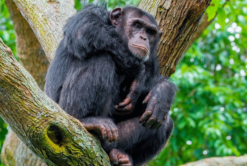 Chimpanzee-Trekking-vs-Gorilla-Trekking-in-Rwanda