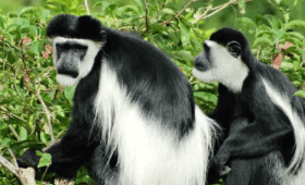 Colobus-Monkey-Trekking-in-Rwanda