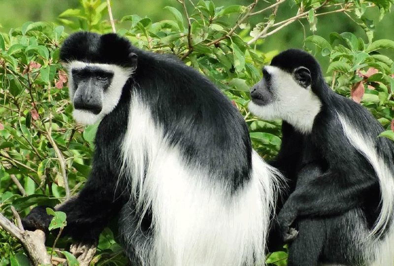 Colobus-Monkey-Trekking-in-Rwanda