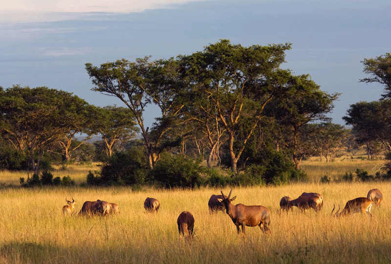 Compare-Rwanda-Akagera-and-Uganda’s-Queen-Elizabeth