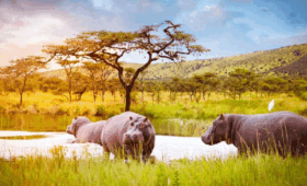 Day-Safari-Trips-from-Kigali