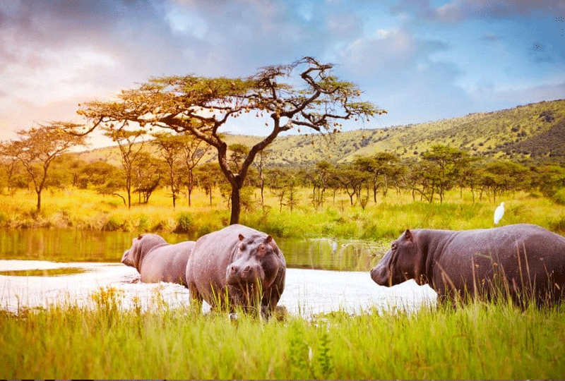 Day-Safari-Trips-from-Kigali