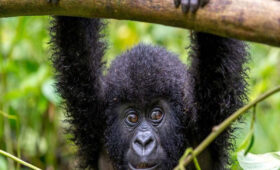 Ethical-Gorilla-Tourism-in-Rwanda