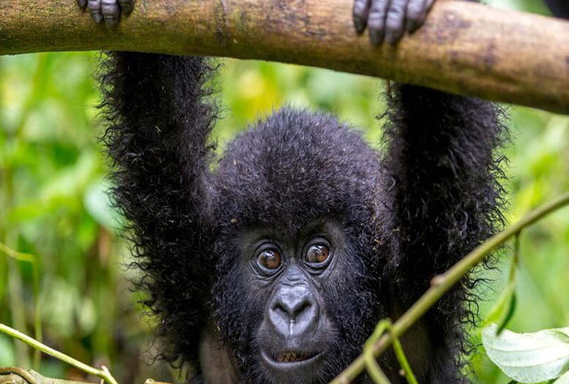 Ethical-Gorilla-Tourism-in-Rwanda