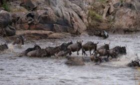 Explore Kenya on a Budget Safari