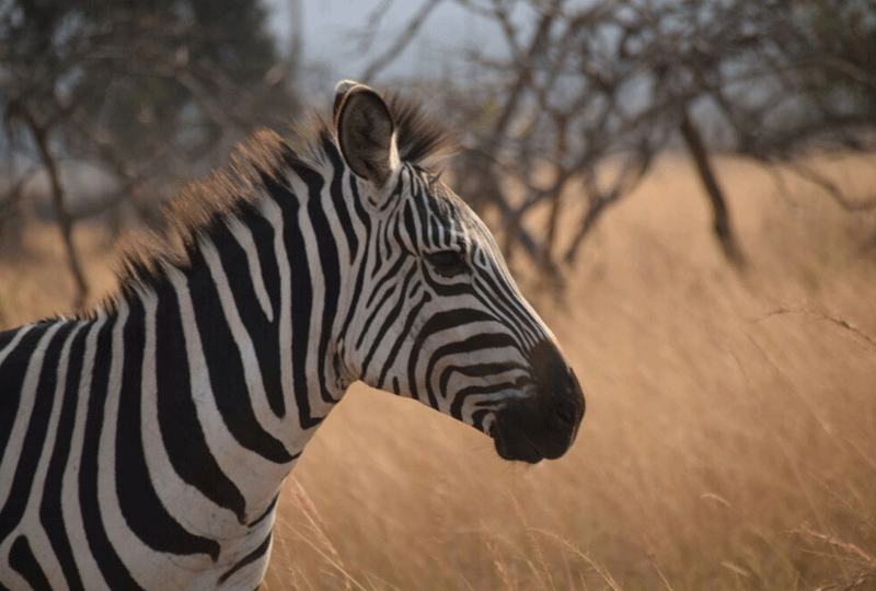 Game-Drives-in-Rwanda-What-to-Expect