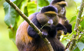 Golden Monkey Trekking in Mgahinga National Park