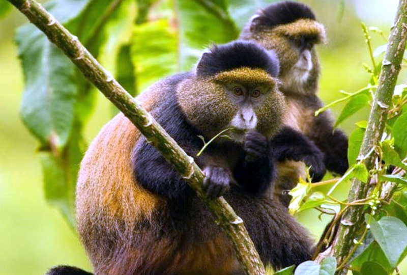 Golden Monkey Trekking in Mgahinga National Park