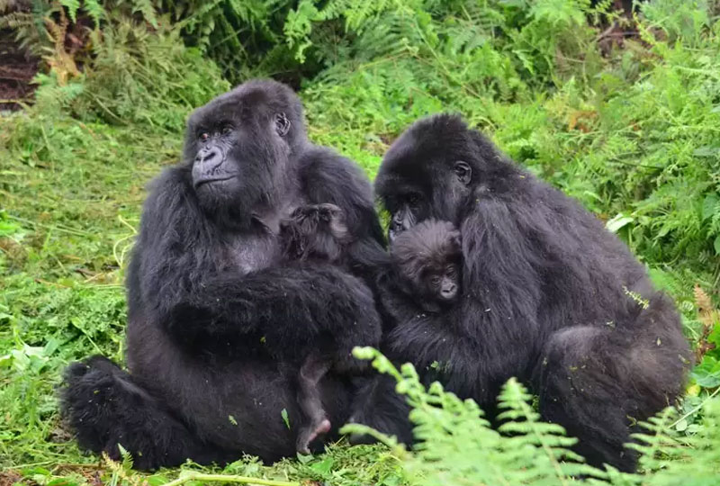 Gorilla-Families-in- Rwanda-Know-Who- You-’ll Meet