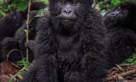 Gorilla Permit Costs and Booking Tips for 2025