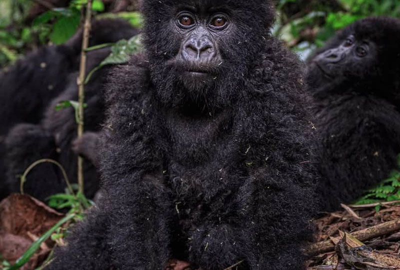 Gorilla Permit Costs and Booking Tips for 2025