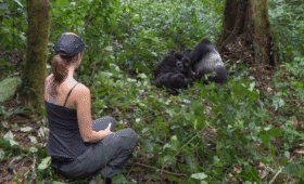 Gorilla Trekking Permits: How Early Should You Book?
