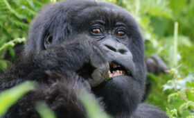 Gorilla- Trekking -Safety- A -First-Time Traveler’s-Guide