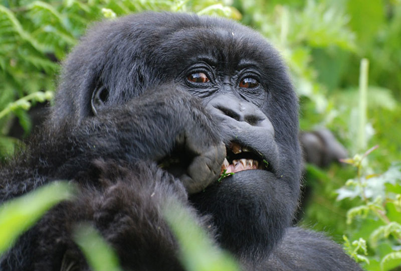 Gorilla- Trekking -Safety- A -First-Time Traveler’s-Guide