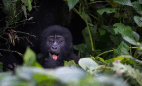 Gorilla Trekking in Mgahinga National Park: A Complete Guide
