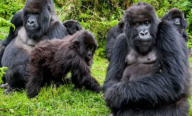Gorilla-Trekking-in-Rwanda-for-Families-What-to-Know