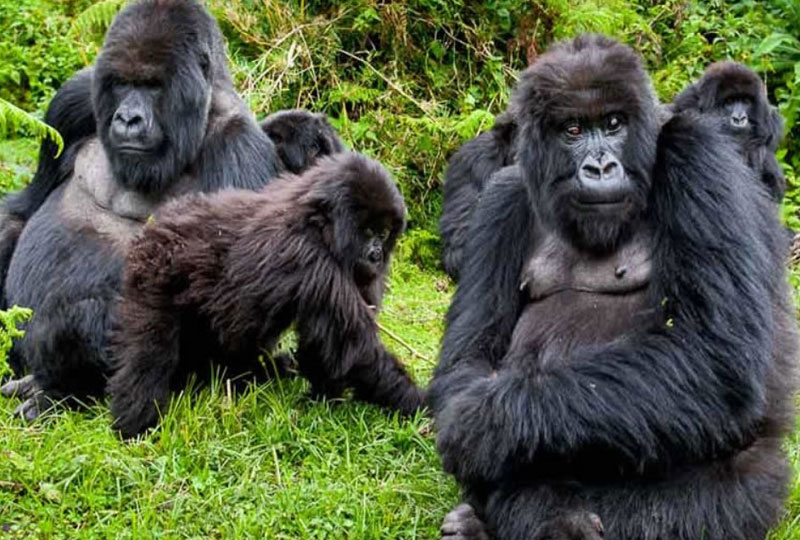 Gorilla-Trekking-in-Rwanda-for-Families-What-to-Know